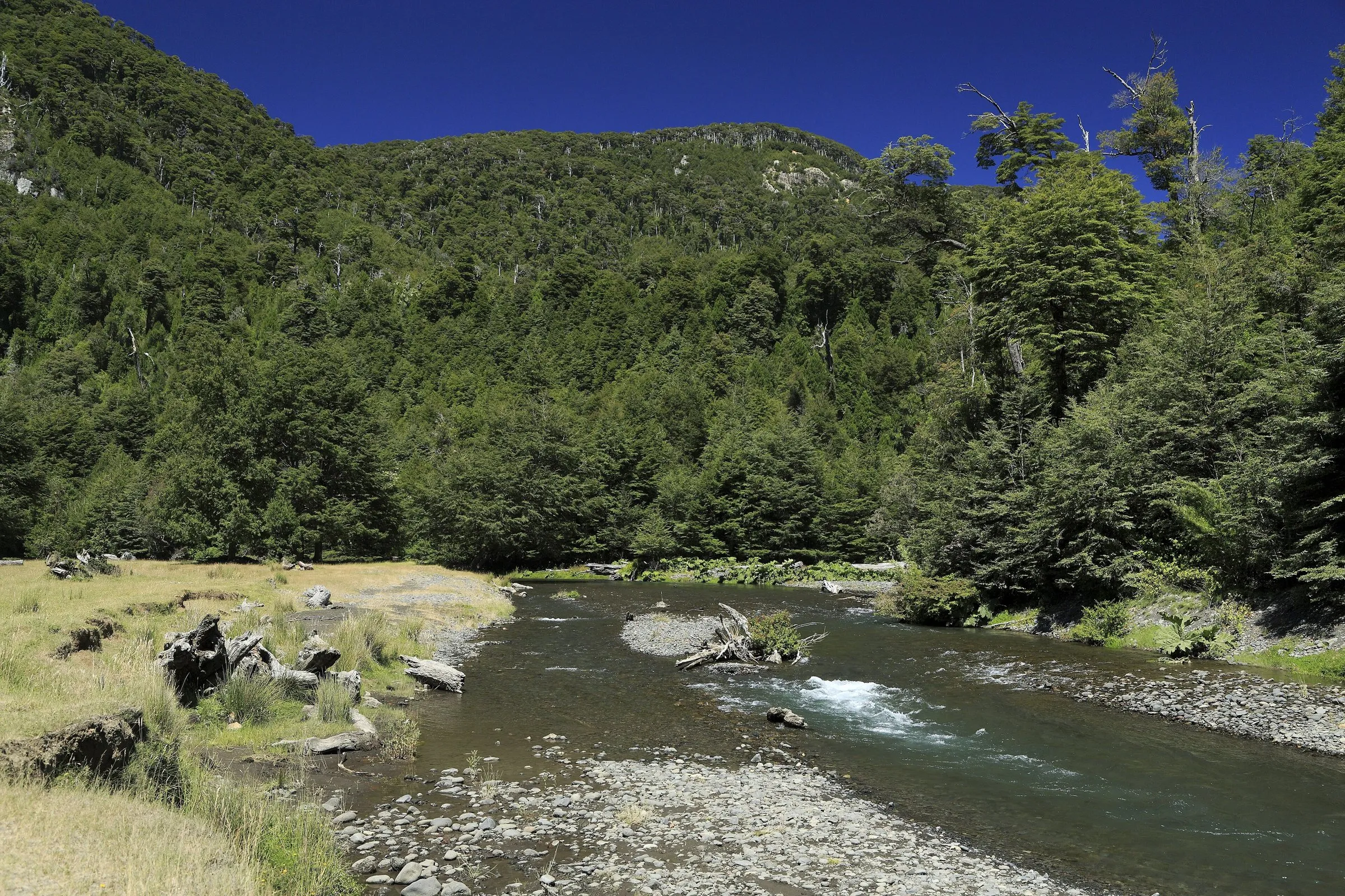 Río Llancahue, en la ruta Coñaripe–Liquiñe.